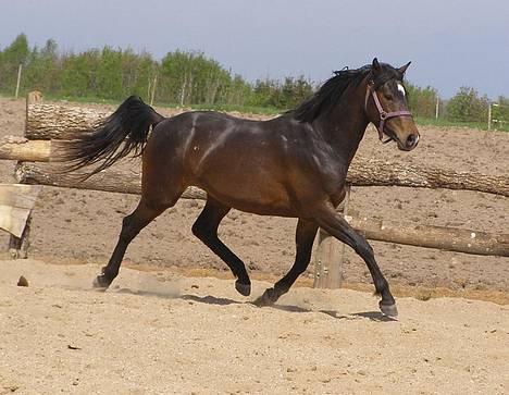 Trakehner Rødhøjs Chopstar - Chopstar foråret 2007 billede 11