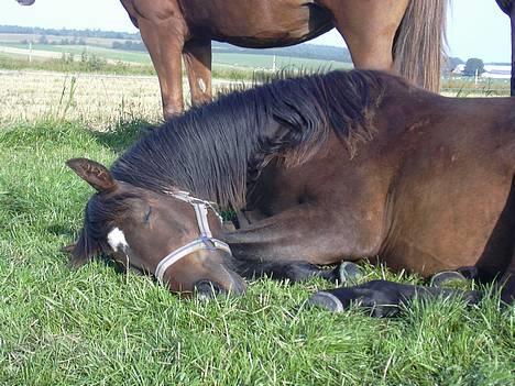 Trakehner Rødhøjs Chopstar - Chopstar 1 år gammel, putter :) billede 12