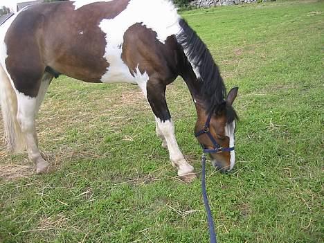 Anden særlig race Indiana "Bob" (solgt) - Spiser gress i Sverige billede 11