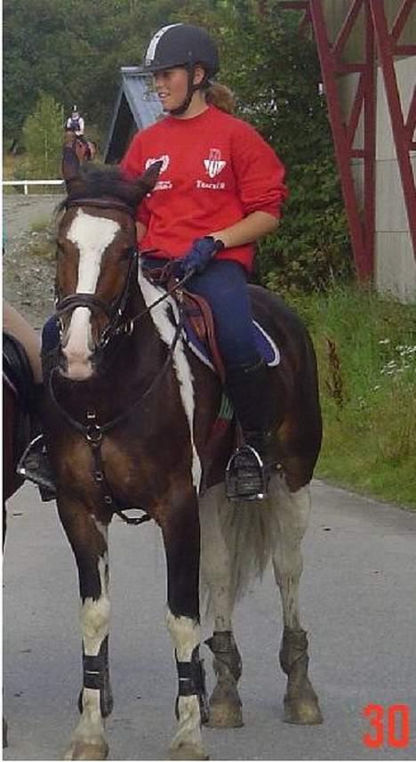 Anden særlig race Indiana "Bob" (solgt) - Jeg vet jeg har dette fra før men lagte et der dere ser Bob bedre..=D Etter en Sprangtrening i Sommer! billede 12