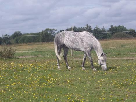 Anden særlig race Misty Way "Tommy" (solgt) - Tommy i Danmark på treningsleir.  billede 11