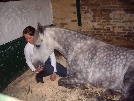 Anden særlig race Misty Way "Tommy" (solgt) - Tommy sover i Danmark<3 billede 12