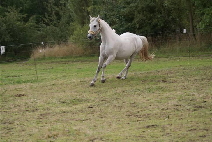 New Forest Chilli <33 My angel <33 † - Vilde pony <33 :-* billede 12