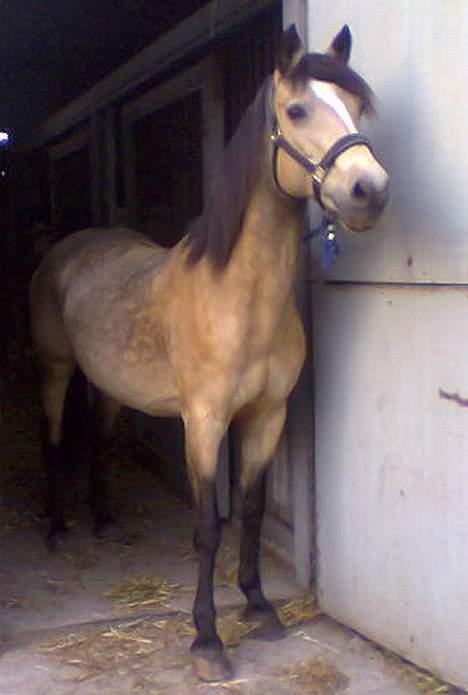 Connemara Mosens Rose Maree - d. 22 April billede 6