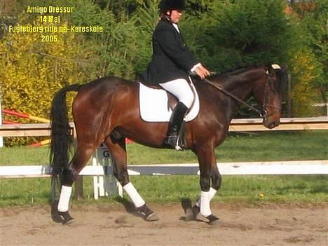 Fuldblod (XX) Dark Amigo (aflivet) billede 8