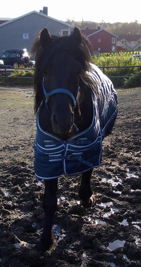 Koldblodstraver Garli Eld - elden i luftegården =) billede 11