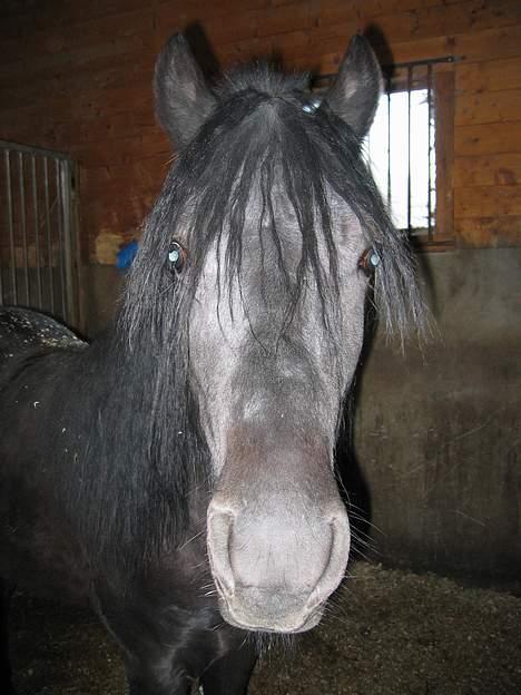 Koldblodstraver Garli Eld - Elden i boksen sin =O) billede 12