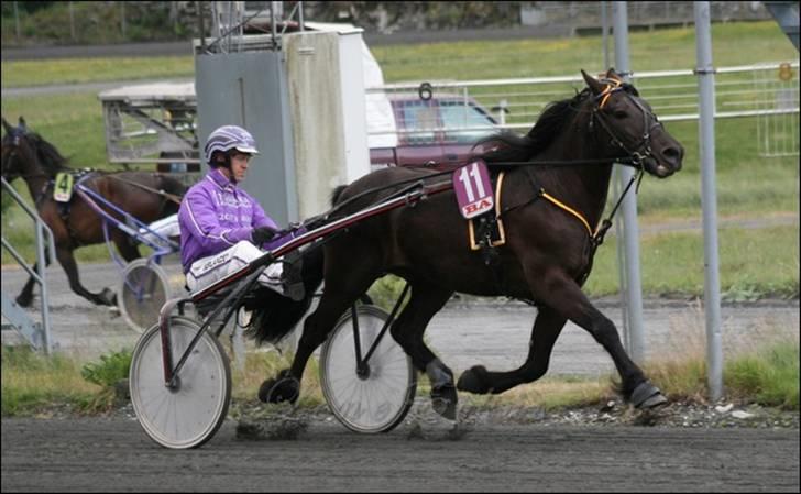 Koldblodstraver Garli Eld - Elden i boksen sin =) billede 13