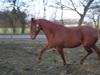 Anden særlig race Scarlett O'hera [Tidl. hest]