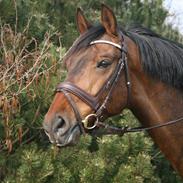 Holstener Achileus (Amigo) 