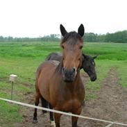 Anden særlig race Judie (solgt)