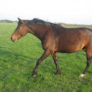 Anden særlig race Judie (solgt)