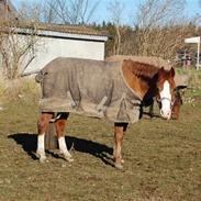 Anden særlig race Webster