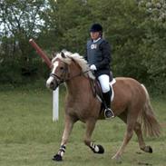 Haflinger Milton