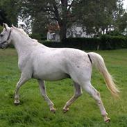 Dansk Varmblod Ramazan