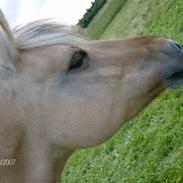 Fjordhest Hekla (Part)