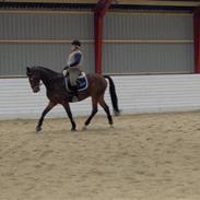 Dansk Varmblod Rexim 