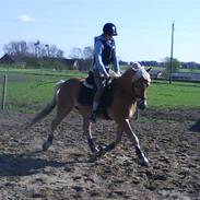 Haflinger Glynges wicktor