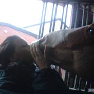 New Forest Sdr. Dams Karina[Solgt]