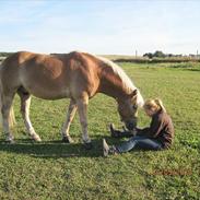 Haflinger Herkules*solgt&savnet* "2x KLUBMESTER 2010!"