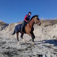 Hannoveraner Masai af Nedergård