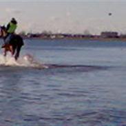 Hannoveraner Masai af Nedergård