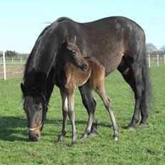 Traver Pippi Holmsminde