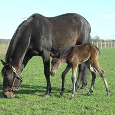 Traver Pippi Holmsminde