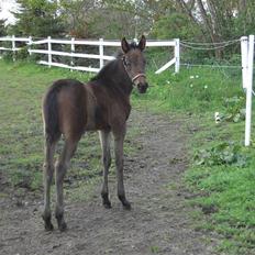 Traver Pippi Holmsminde