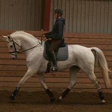 Trakehner Roxy VI