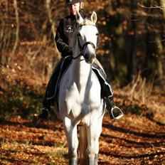 Trakehner Roxy VI