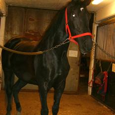 Anden særlig race Madonna