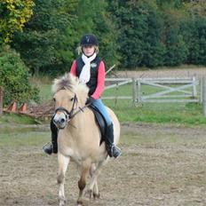 Fjordhest S.F. Mizty Halsnæs *SOLGT