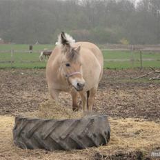Fjordhest S.F. Mizty Halsnæs *SOLGT