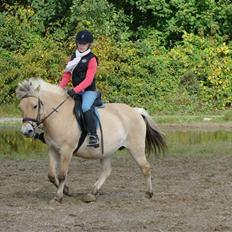 Fjordhest S.F. Mizty Halsnæs *SOLGT