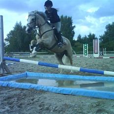 Welsh Pony af Cob-type (sec C) Ræveskiftets Nardi B-Pony RIP