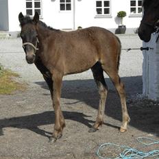 Traver Pandora Holmsminde