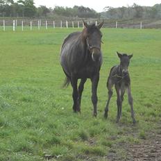 Traver Pandora Holmsminde