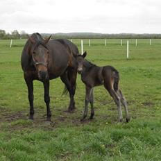 Traver Pandora Holmsminde