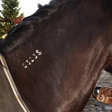 Koldblodstraver Fernando *sendt tilbage*