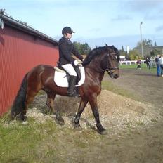 Koldblodstraver Fernando *sendt tilbage*