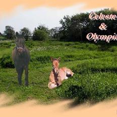 Standardbred Celeste(passer) R.I.P †