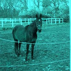 Standardbred Celeste(passer) R.I.P †