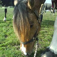 Anden særlig race Sean Connery*kommet hjem*