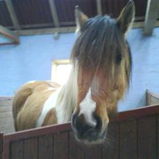 Anden særlig race Sean Connery*kommet hjem*