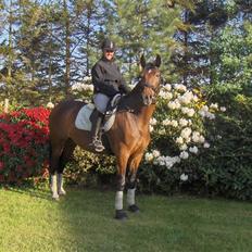 Anden særlig race Tornado Kærsgård