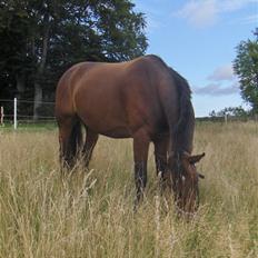 Anden særlig race Tornado Kærsgård