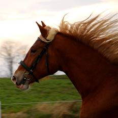 Frederiksborg | Elstedgaards Emilie