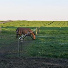 Anden særlig race Tornado Kærsgård