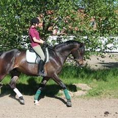 Trakehner Ultimo Skovmosegaard